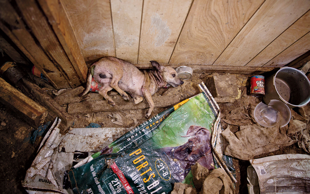 Puppy Mills: Why They Exist & How to Stop Them